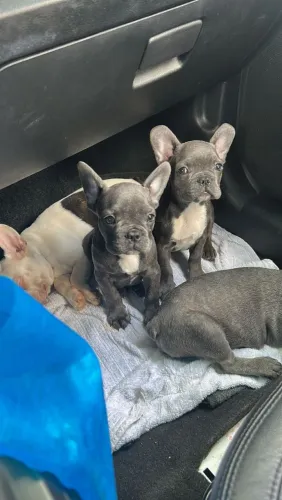 filhote Bulldog Francês, esses filhotinhos são puro amor e diversão! 