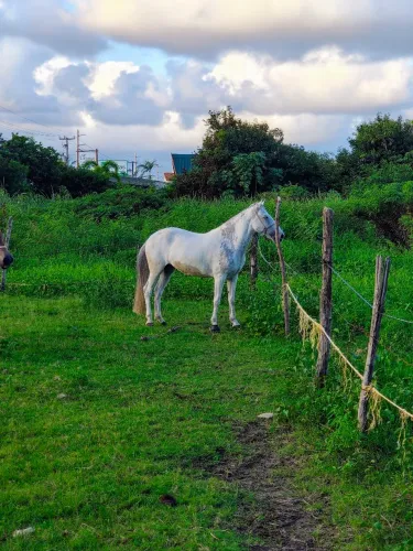 Égua de picado puro de MM com puro de QM