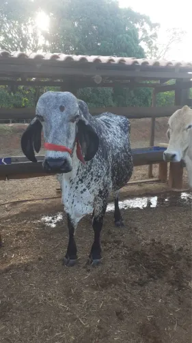 Vaca leiteira 