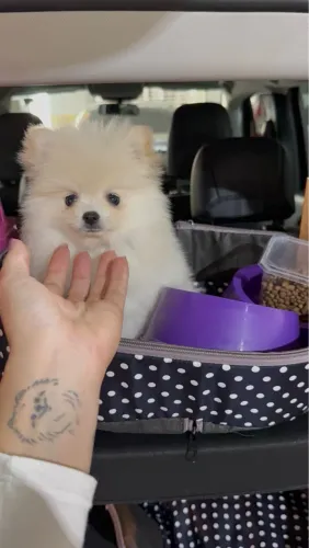 Spitz alemão anao - pedigree