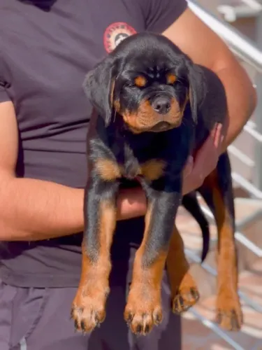 Filhotes de Rottweiler | Um companheiro pra todas as horas!
