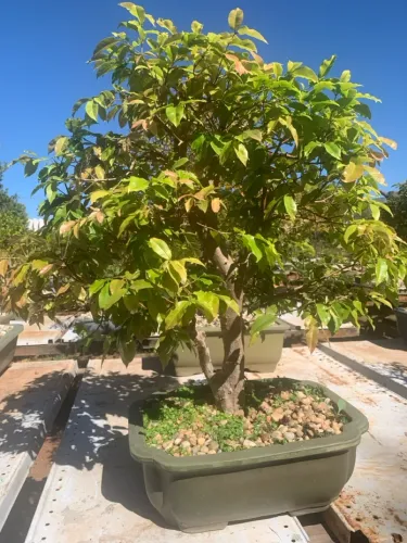 Bonsai de Jabuticabeira Híbrida 60cm
