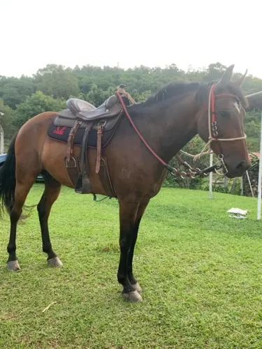 Manga Larga Registrado