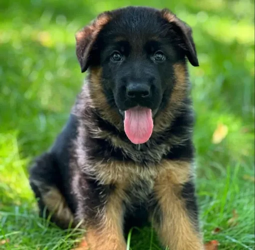 Pastor Alemão lindos filhotes entrega hoje 