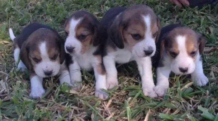 Beagle puro inteligente