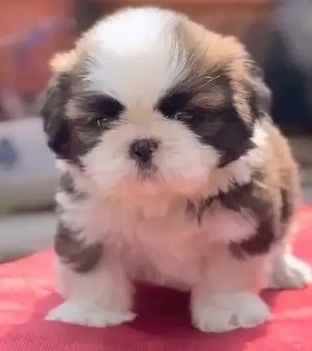 Baby shih tzu/shitzu saudável e brincalhão com contrato de venda garantido