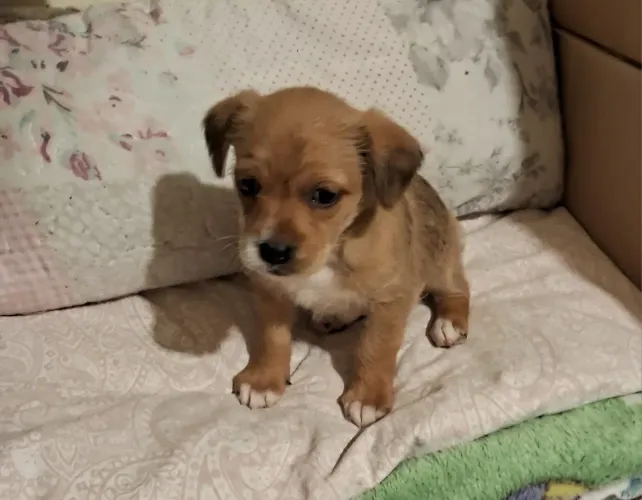 Pinscher Miniatura Com Chihuahua Pêlo Longo Fêmea Lindissíma 