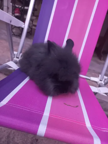 Vendo lindos coelhos lion e americano