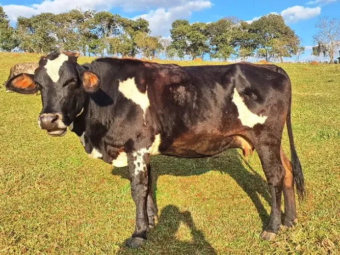 Vaca de leite