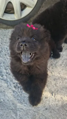 Cães