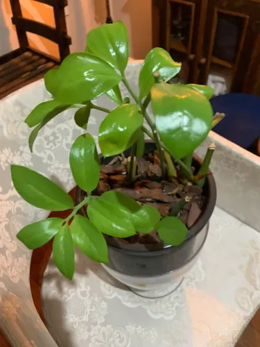 Vaso de planta zamioculca - linda!