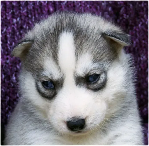Husky siberiano seu companheiro