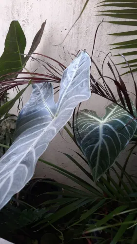 PLANTAS VARIADAS
