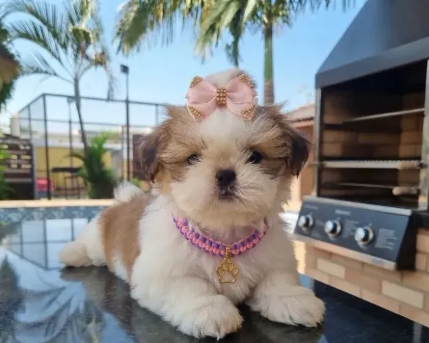 shih tzu fêmea minie alto padrão