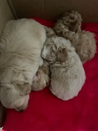 Poodle toy