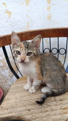 Gatos para adoção