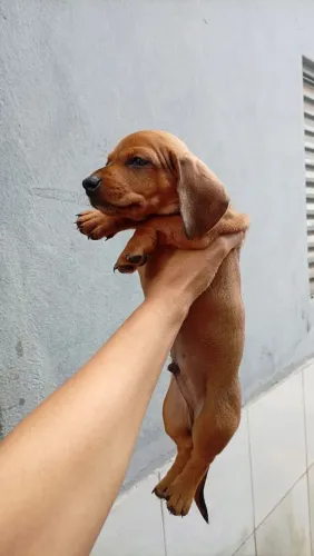 Dachshund
