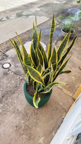 Planta Espada de São Jorge