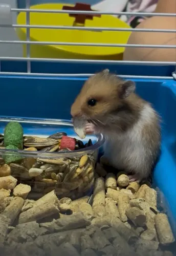 Hamster Completo com Terrário e alimento