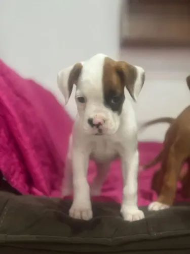Boxer | Fale direto comigo no whatsApp 
