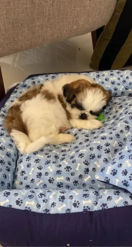 Shih Tzu Mini