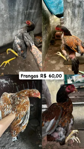 Vendo galinhas e frangas