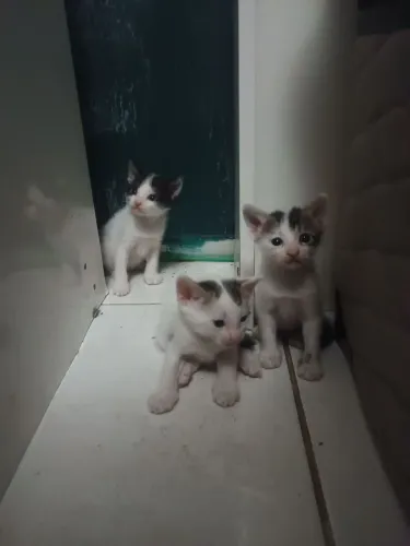 Gatos Adoção