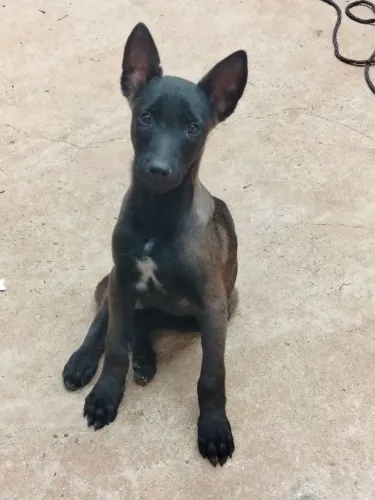 Fêmea pastor de Malinois com Pedigree