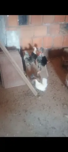  Ovos galados de Mini galinhas ( menor galinhas do mundo) raça Serama