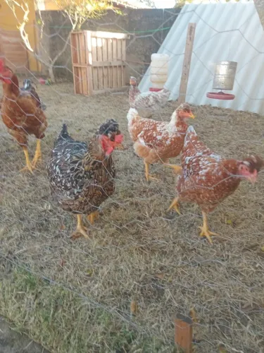 Galinhas Sertanejo Balão Mil Flores - Lote com 6 Aves 