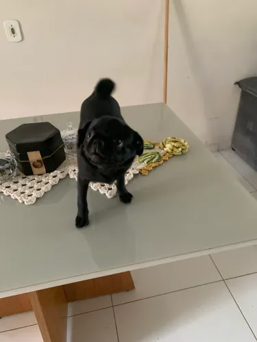 Filhote de Pug maxo