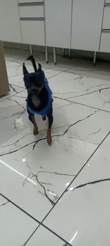 Pinscher macho
