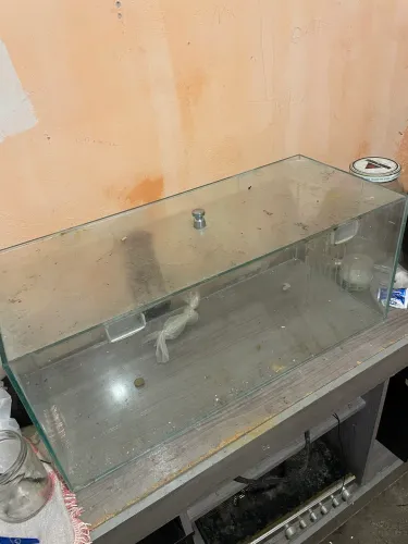 Aquario