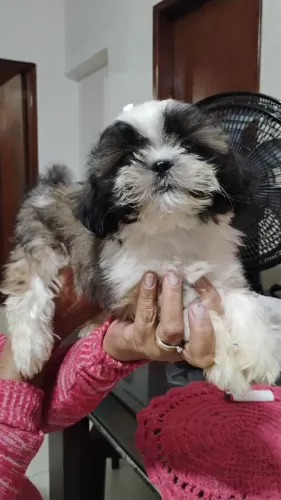 Lindo filhote de Shitzu com 90 dias já vermífugado, macho ótima oportunidade para vc .