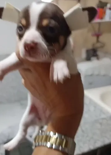 Chiuhuahua com pinscher macho padrao chiuhuahua
