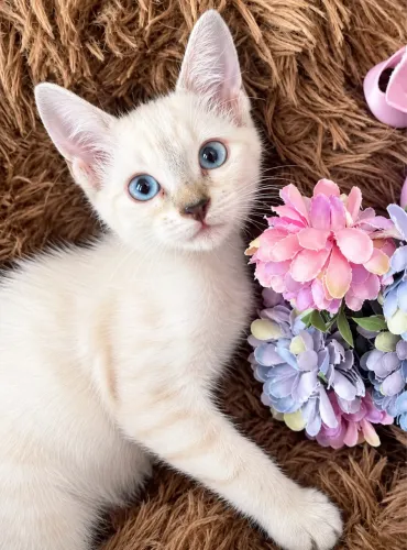 Gato para adoção responsável