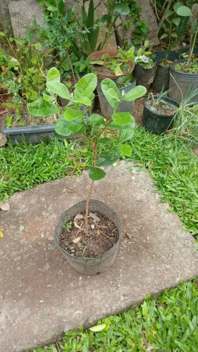 Rara Muda de Goiaba Serrana (Feijoa) - Nativa e Saudável