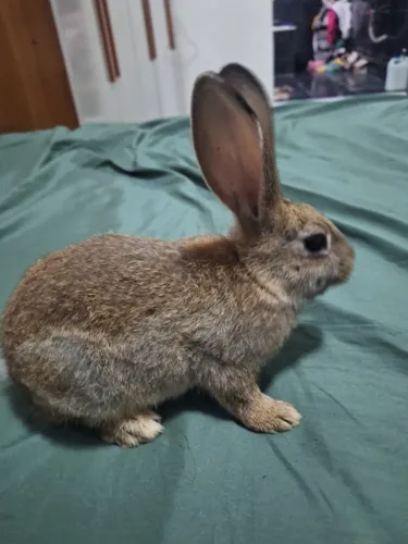 Lindos coelhos 