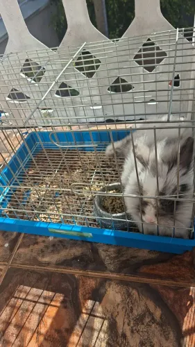 Coelhos