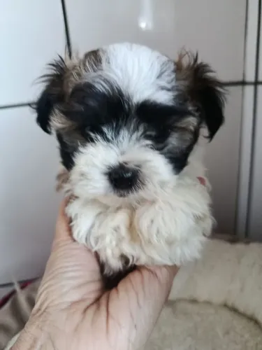 Filhote shih tzu, fofura, ganhe amor para sempre!