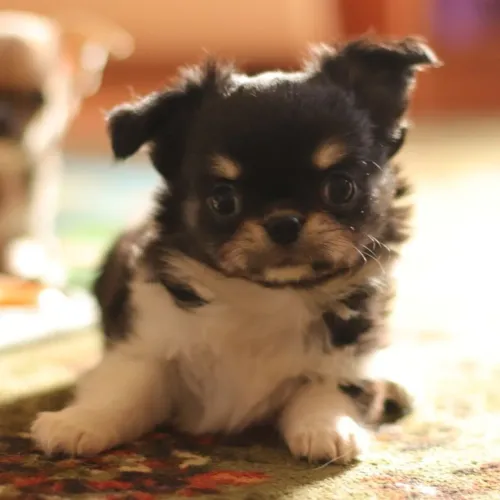 Chihuahua 