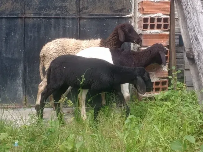 Ovelhas e Carneiros novos. (Entrega grátis)