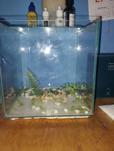 Aquário de 9 litros estou vendendo barato porque quebrou uma tampinha dele