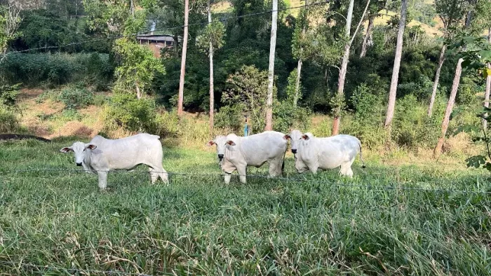 Bezerras Nelore
