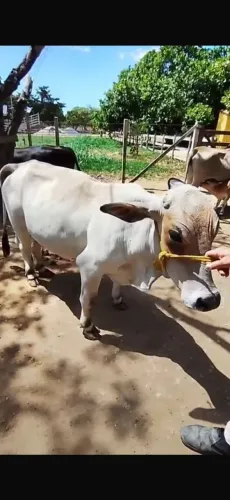 Mini vaquinha dócil para chácara