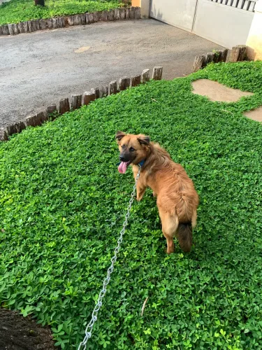 Cachorro, doação 