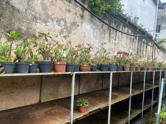 Vendo lote de plantas rosa do deserto