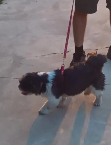 Doação Shih-tzu Macho Castrado.