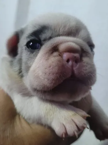 Bulldog francês