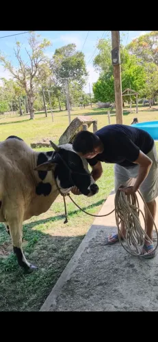Boi manso, já foi montado algumas vezes ,bem dócil.